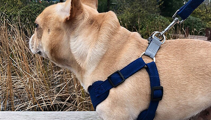 Adjustable Dog Reflective Safety Harness - 6 Colours & 3 Sizes