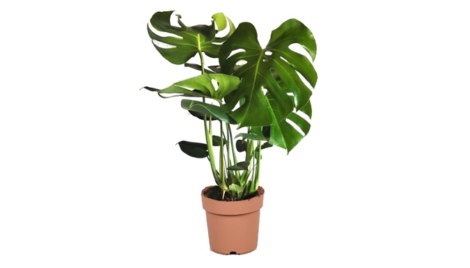 Monstera Deliciosa Large 'Swiss Cheese Plant'