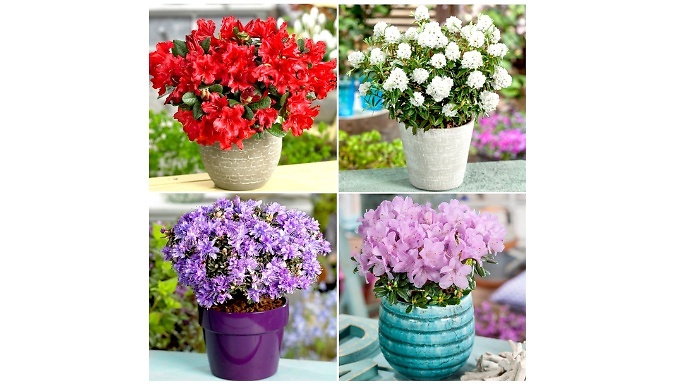 4 or 8-Pack Dwarf Rhododendron Collection - 9cm or 2L Pots!