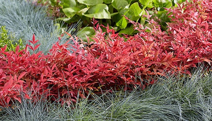 Nandina 'Obsessed' Sacred Bamboo