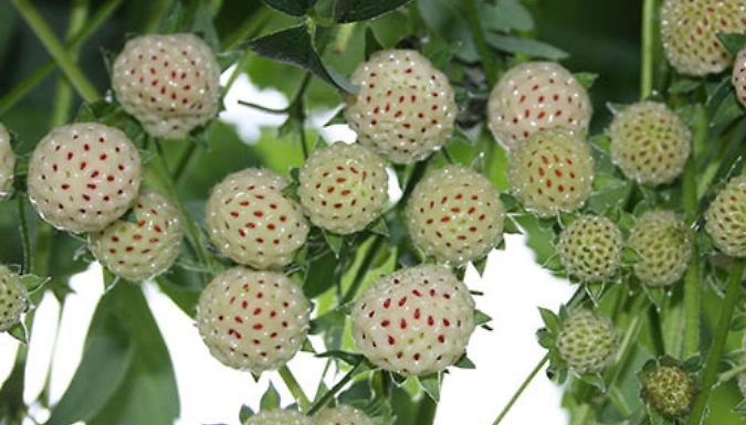 'White Dream' White Strawberry Plants - 1 or 3 Pots!