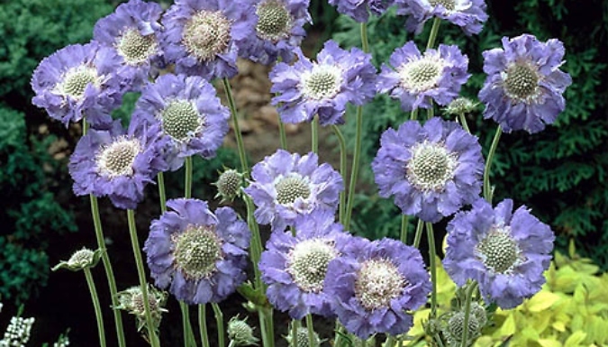 Scabiosa Caucasica 'Fama Deep Blue' Plants - 3 Pots!