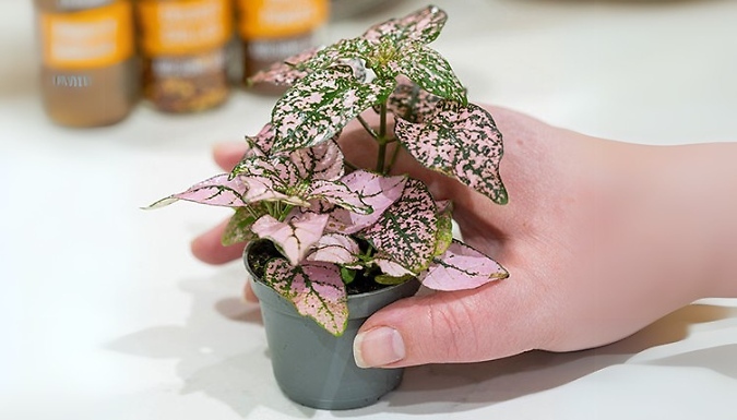 3 or 6 Polka Dot Super Pink Plants