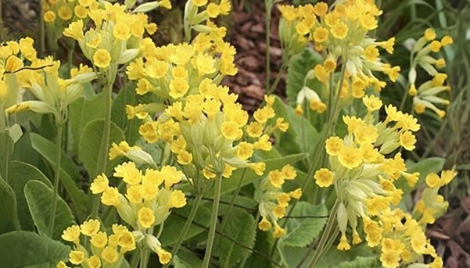 1 or 3 Primula Veris Cowslip