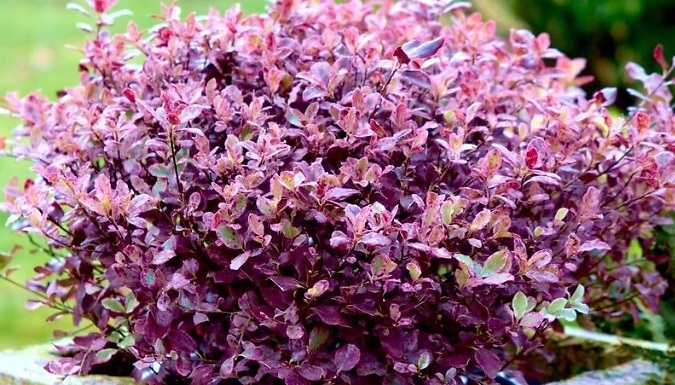 Dwarf Pittosporum Tenuifolium 'Bannow Bay' - 1, 2 or 3 Pots!