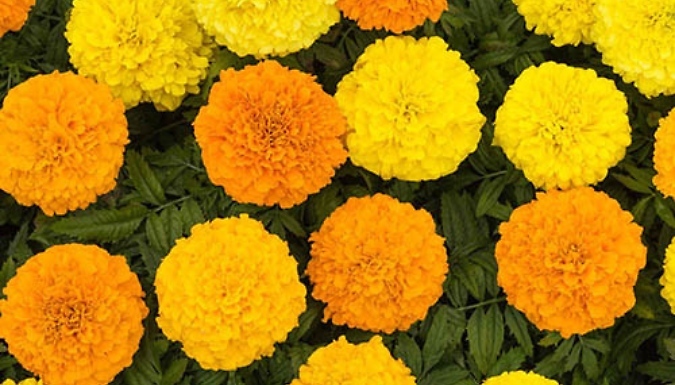 24 African Sun Mix Marigold Plugs