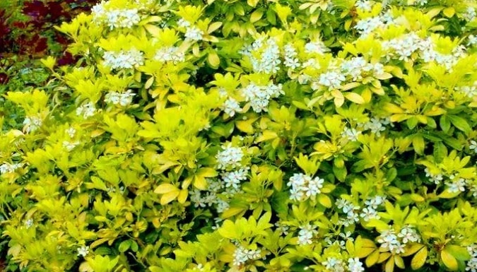 1 or 3-Pack of Choisya Mexican Orange 'Sundance' Shrubs