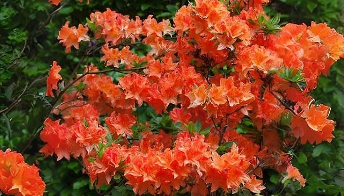 1 or 3-Pack Azalea Orange - Garden Ready!