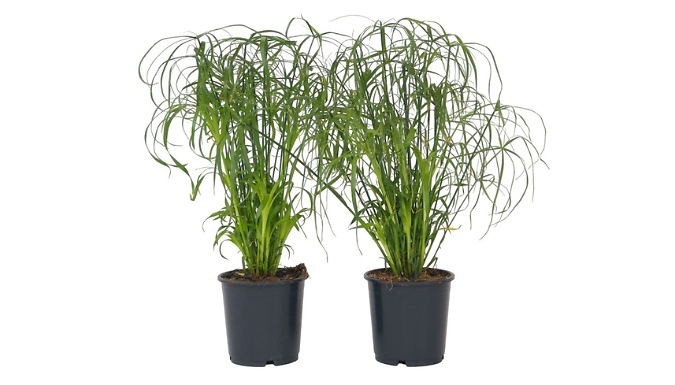 Umbrella Cyperus Alternifolius Plant - 2 or 4 Plants from Go Groopie IE