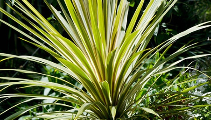 2L Cordyline 'Torbay Dazzler'