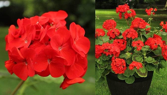 Geranium Fire Queen - 12 Plug Plants