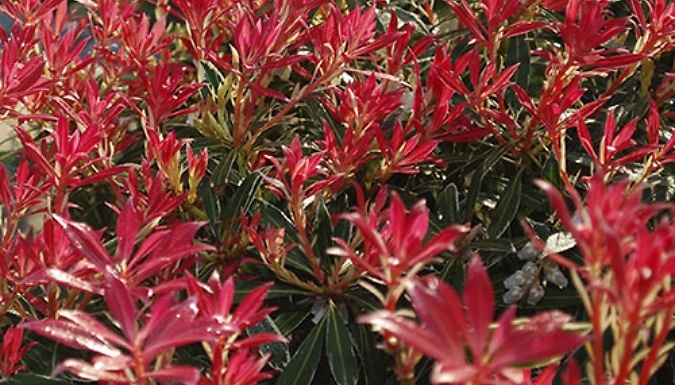 Japanese Andromeda Flowering Shrub Collection