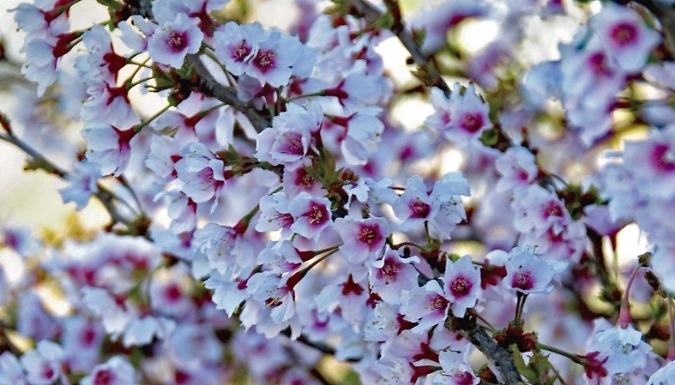 Ornamental Cherry Blossom Tree - Prunus incisa 'Kojo-No-Mai' - 1, 2 or 3 Potted Plants!
