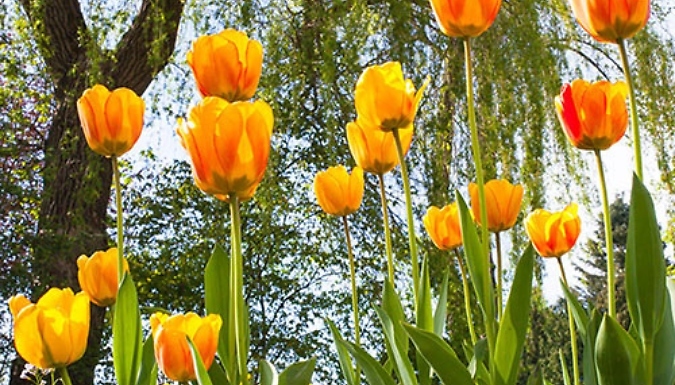 Tulip 'Blushing Apeldoorn' Bulbs - 12 or 24 Pack!