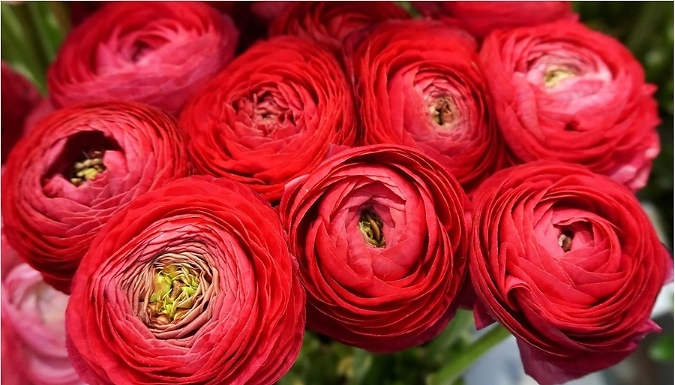 20 Ranunculus Asiaticus Bulbs - 6 Colours!