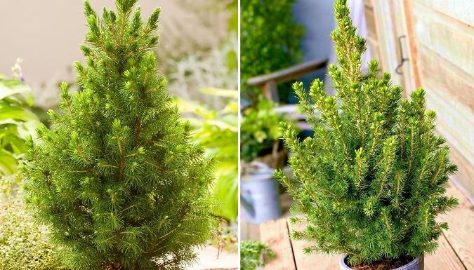 Dwarf Conifer Picea Glauca 'Albertiana Conica' - 1, 2 or 3 Pots!