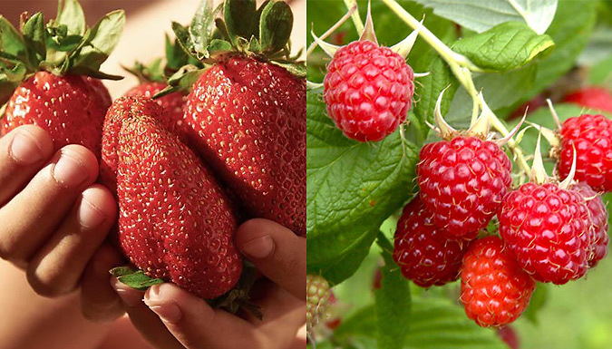 Strawberry ‘Sweet Colossus’ or Raspberry Cane Plants - 4 Options