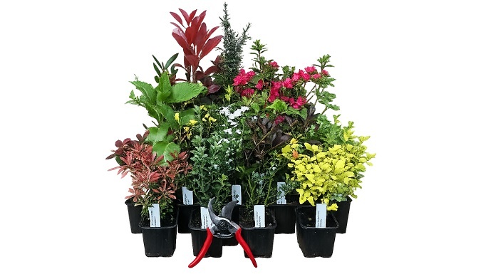 Mixed Garden Shrub Collection - 10 Plants Included!
