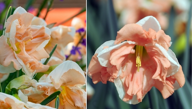 10-Pack Daffodil 'Apricot Whirl' Bulbs from Go Groopie IE