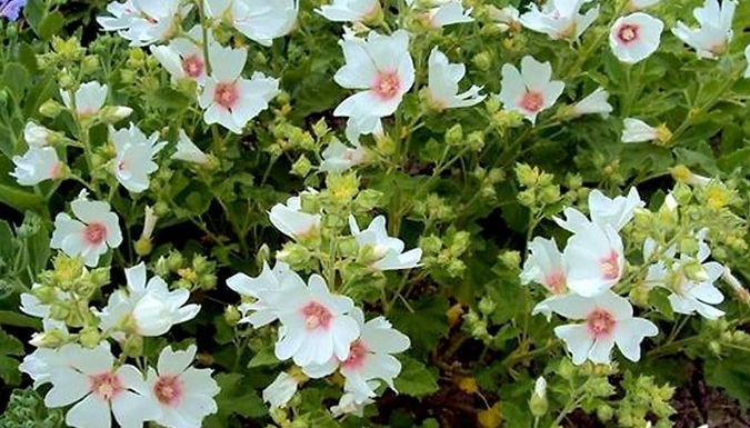 Tree Mallow Lavatera x Clementii 'Mary Hope' - 1 or 2 Pots!