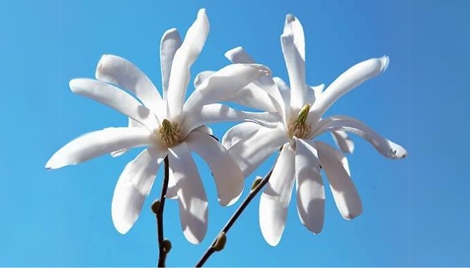 Magnolia Stellata Tree - 3L Pot!