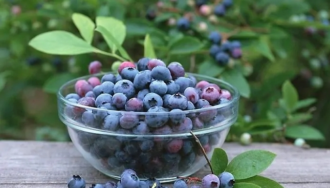 Patio Blueberry Bush Collection - Pack of 3 Plants