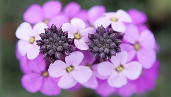 1 or 3 Wallflower Erysimum 'Bowles Mauve' Plants