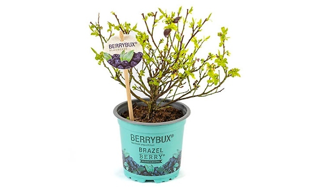 Blueberry BerryBux Plant - Garden Ready!