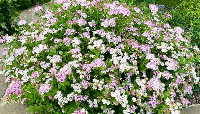 Japanese Spiraea Japonica 'Little Princess' - 1 or 2 Pots!
