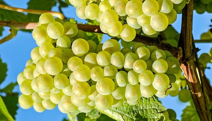 3-Pack of Common Grape Vines - 2 Options