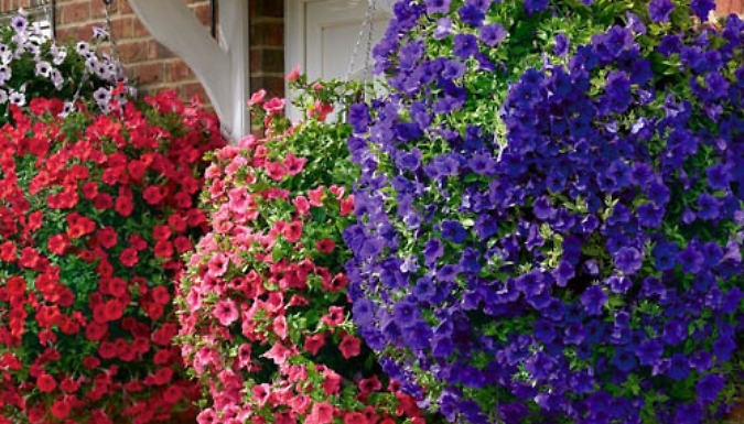 18 Surfinia Petunia Plug Collection