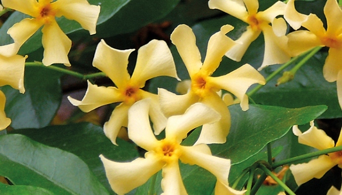 Trachelospermum Jasmine 'Star of Toscana' - 1, 2 or 3 Potted Plants!