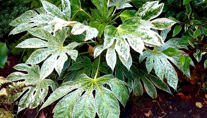 Fatsia Japonica Japanese Aralia 'Spider's Web' Plant