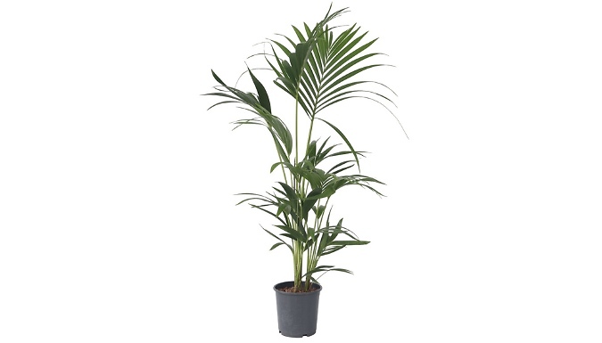 Kentia Indoor Palm from Go Groopie IE