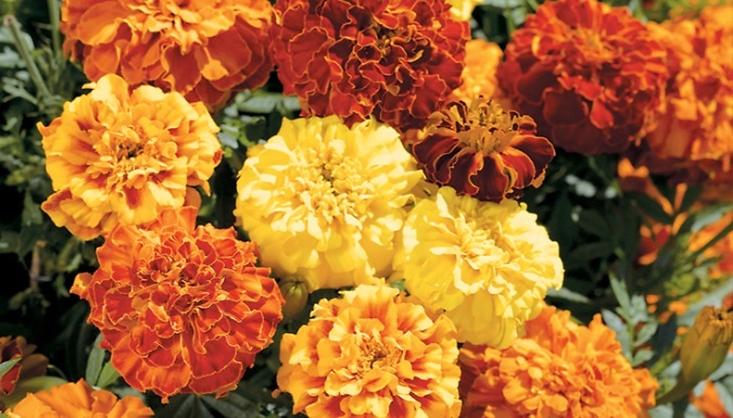 Image of 12 x Garden-Ready Marigold Plants - 2 Varieties