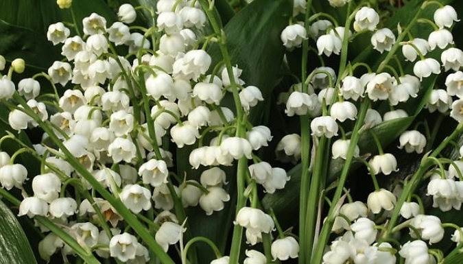 3 Pots of Lily of the Valley - Garden Ready!
