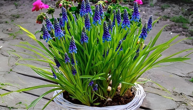 Muscari Armeniacum 'Grape Hyacinth' Bulbs - 60 or 120 Bulbs!