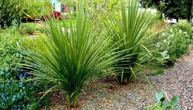 Cordyline 'Australis' Cabbage Palm Tree - 3 Options!
