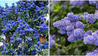 2L Ceanothus Californian Lilac - Garden Ready