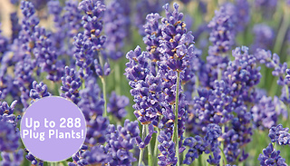 Lavender Hidcote & Munstead Plant Collection - Up to 288 Plugs!