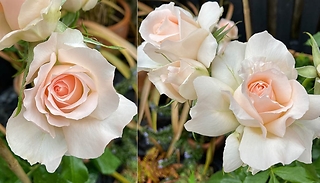 Rose 'Chandos Beauty' Plant