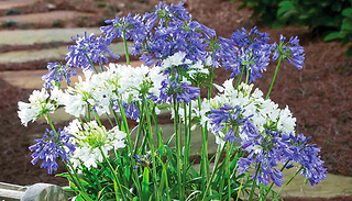 Agapanthus Blue & White Collection - 6 or 12 Plants!