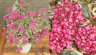 2-Pack of Garden Ready Hydrangea 'Euphoria Pink' Plants!