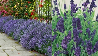 Fragrant Lavender Plant Collection