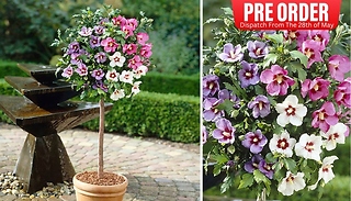 PRE-SALE: Tricolour Standard Hibiscus Plant