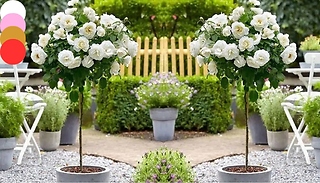 Pair of Patio Rose Trees - 4 Colours