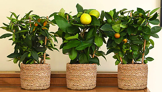 Lemon, Lime & Orange Tree Plant Collection - 1, 2 or 3 Plants