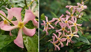 Pink Trachelospermum Asiaticum Star Jasmine