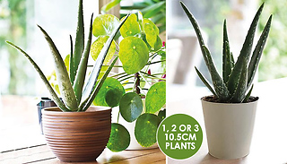 1, 2 or 3 Aloe Vera 10.5cm Potted Plants
