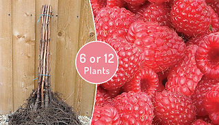 6 or 12 Raspberry 'Autumn Bliss' Plants